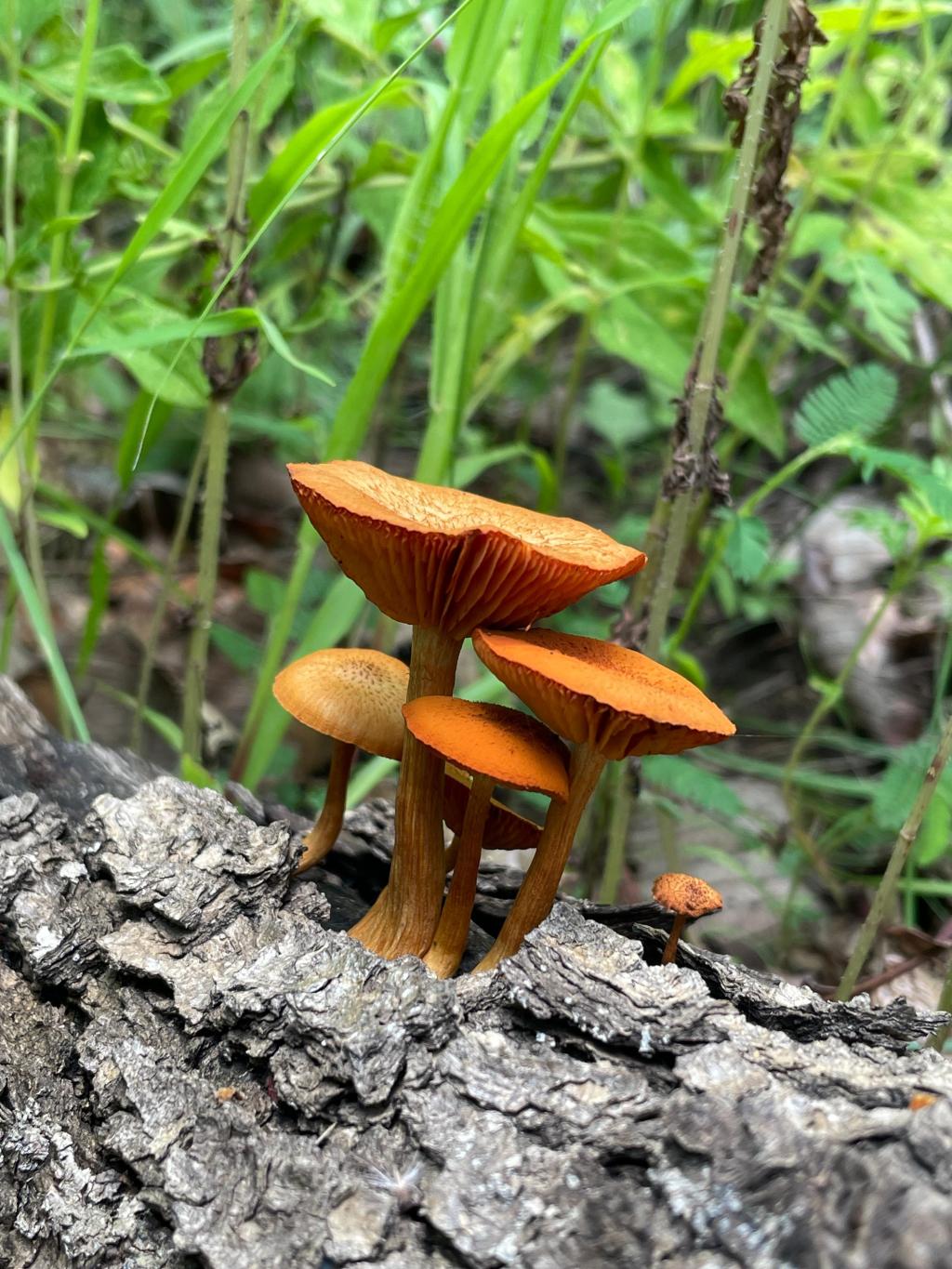 BOSQUE «EL SAUCILLO»&nbsp;JUANACATLÁN